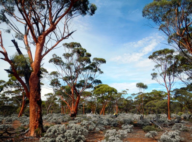 Coolgardie Arboretum, Australia